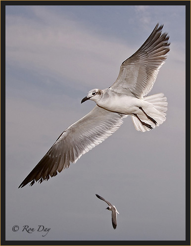 Laughing Gulls (larus atricilla), High Island, Texas